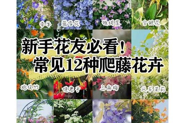 想知道花藤怎么升级？教你几个小技巧轻松搞定！