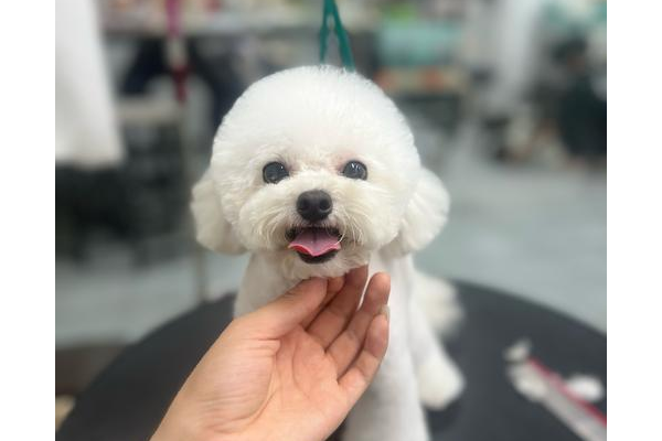 q宠结婚要注意什么？这些隐藏条件没达标就白忙