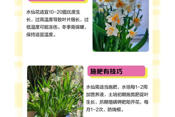 小花仙怎么赚仙豆轻松得?种花养精灵高效秘诀